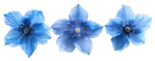 Obraz premium Row of Three Vibrant Blue Flowers