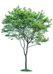 Small Tree with Dense Green Leaves