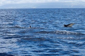 Fototapeta premium Whale Watching in Azores, dolphins follows the zodiac rig boat. A dolphin partially submerged in the ocean, showing its dorsal fin and back, with splashing water around.