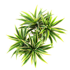 Fototapeta premium Green Spiky Plant with Variegated Leaves