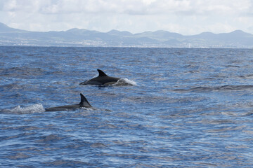 Fototapeta premium Whale Watching in Azores, dolphins follows the zodiac rig boat. A dolphin partially submerged in the ocean, showing its dorsal fin and back, with splashing water around.