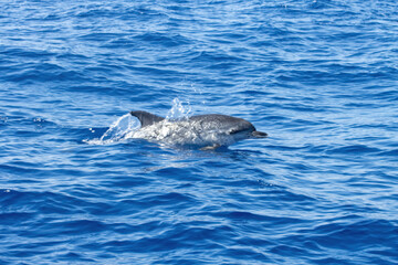 Naklejka premium Whale Watching in Azores, dolphins follows the zodiac rig boat. A dolphin partially submerged in the ocean, showing its dorsal fin and back, with splashing water around.