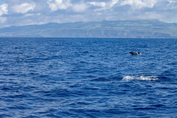 Obraz premium Whale Watching in Azores, dolphins follows the zodiac rig boat. A dolphin partially submerged in the ocean, showing its dorsal fin and back, with splashing water around.