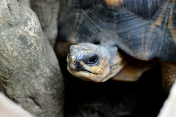 Obraz premium Portrait of radiated tortoise,The radiated tortoise eating flower ,Tortoise sunbathe on ground with his protective shell ,cute animal ,Astrochelys radiata ,The radiatedtortoise from Madagascar