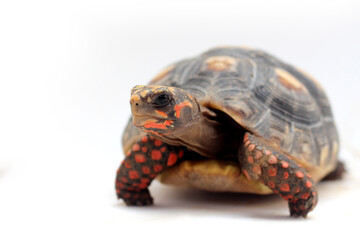 Cute small baby Red-foot Tortoise in the nature,The red-footed tortoise (Chelonoidis carbonarius) is a species of tortoise from northern South America