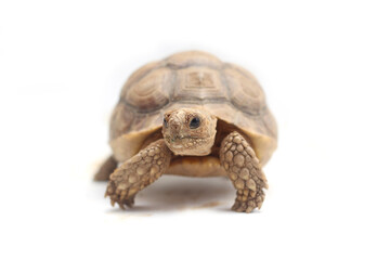 Cute small baby African Sulcata Tortoise in front of white background, African spurred tortoise isolated white background studio lighting,Cute animal