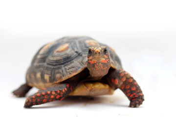 Cute small baby Red-foot Tortoise in the nature,The red-footed tortoise (Chelonoidis carbonarius) is a species of tortoise from northern South America
