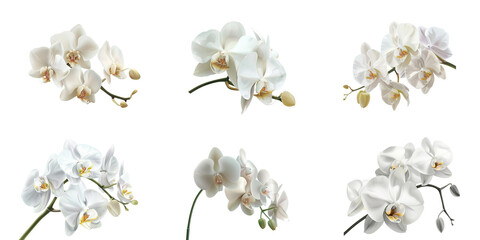 Naklejka na ściany i meble White orchid flower isolated on white background vector illustration with clipping path, PNG file in high resolution, white color, white background, highly detailed, high definition, highly clear deta