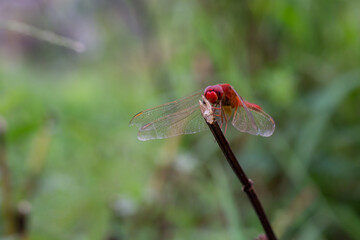 dragonfly on a branch