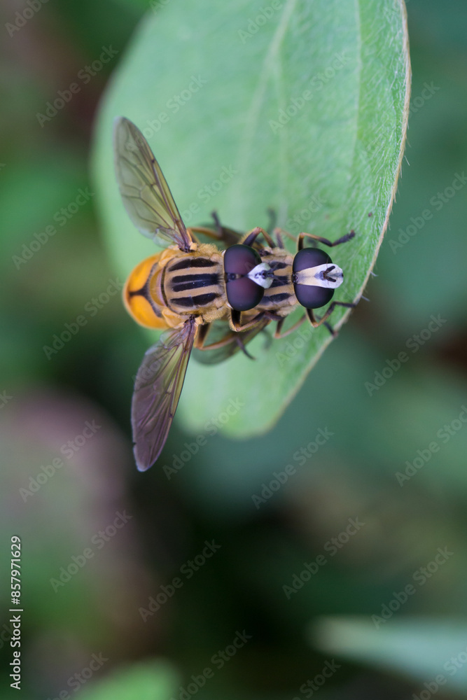 Poster fly on leaf