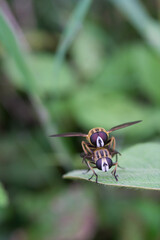 wasp on a leaf