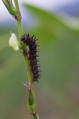caterpillar on a leaf