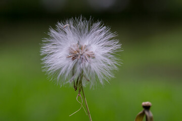 dandelion head