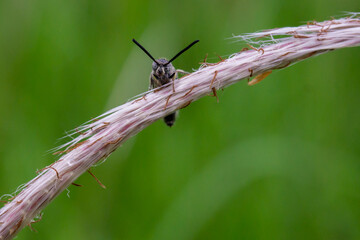 Fototapeta premium dragonfly on a leaf