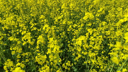 Obraz premium Rapeseed yellow flowers on the field. Canola growth at Summer day in East Europe