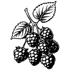 Boysenberry monochrome outline drawing, realistic tattoo painting on transparent background