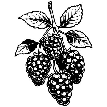 recommend clip art: Boysenberry drawing, fruit head, line art black realistic sketches painting