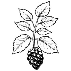 Dewberry drawing, vector realistic outline fruit, transparent background