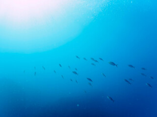 キビナゴの大群を襲う迫力あるカンパチとツムブリ（アジ科）の群れ。

日本国静岡県伊豆半島賀茂郡南伊豆町中木から渡し船で渡るヒリゾ浜にて。
2022年10月撮影。

Greater Amberjack (Seriola dumerili) Rainbow Runner (Elagatis bipinnulata) Silver-Stripe Round Herrings (Spratelloides