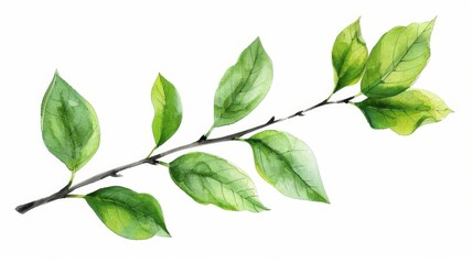 Fototapeta premium Green Leaves Isolated on a White Background