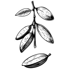 Ink Indian Almond vector hand drawn fruit illustration, transparent background