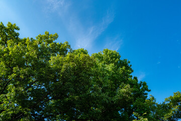 緑の葉と青い空