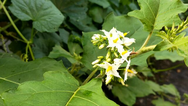 nature background, botanic, natural beauty, background texture, pistil, torvum, solanum, cepokak, freshness, tropical plant, tropical flower, green leaves, green foliage, mini eggplant, botanical, sta