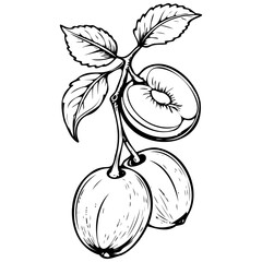 Oullins Gage Plum engrave hand drawn fruit illustration, transparent background