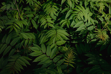 green background natural with leaves plant sunny light from above