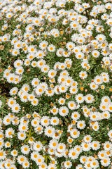 Floral Abundance: Daisies Covering the Ground