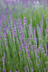 Obraz premium summer background with fragrant lavender flowers outdoors