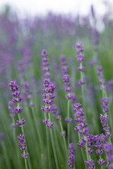 Obraz premium summer background with fragrant lavender flowers