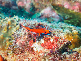 美しいヨゴレヘビギンポ（ヘビギンポ科）。

日本国静岡県伊豆半島賀茂郡南伊豆町中木から渡し船で渡るヒリゾ浜にて。
2022年10月撮影。

Beautiful YOGORE triplefins (Helcogramma nesion).
