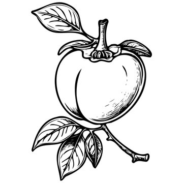 Texas Persimmon drawing, vintage fruit  illustration, vector image