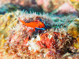 美しいヨゴレヘビギンポ（ヘビギンポ科）。

日本国静岡県伊豆半島賀茂郡南伊豆町中木から渡し船で渡るヒリゾ浜にて。
2022年10月撮影。

Beautiful YOGORE triplefins (Helcogramma nesion).
