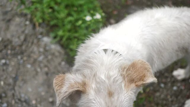 Portrait of a cute stray dog looking at the camera. Poor abandoned dog looking for food. The stray mongrel is hungry.
