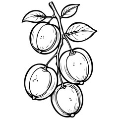 Obraz premium Yellow Plum monochrome outline drawing, realistic tattoo painting on transparent background