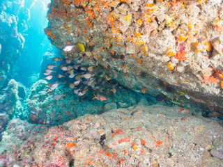 水中洞窟にいる、美しいミナミハタンポ（ハタンポ科）、チョウチョウウオ（チョウチョウウオ科）他の群れ。

日本国静岡県伊豆半島賀茂郡南伊豆町中木から渡し船で渡るヒリゾ浜にて。
2022年10月撮影。

Black-Stripe Sweeper (Pempheris schwenkii), Oriental ButterflyFish (Chaetodon aurites) and other in 