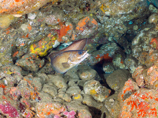 水中洞窟にいる、大きく美しいイタチウオ（アシロ科）。

日本国静岡県伊豆半島賀茂郡南伊豆町中木から渡し船で渡るヒリゾ浜にて。
2022年10月撮影。

A large and beautiful Goatsbeard Brotula (Brotula multibarbata) in underwater cave.
