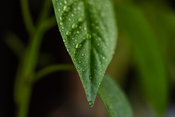 Macro shot of a green leaf with dew droplets, highlighting the freshness and natural beauty of the plant in environment. 