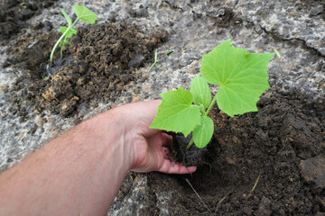 Organic vegetable garden. A man's hand with cucumber seedlings. Growing organic cucumbers in the garden.