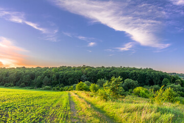 Obraz premium A road near a forest on the edge of a soybean field. Sunset on farmland