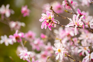 Blooming magnolia in spring. Beautiful buds of pink flowers close-up with blurred space for text.