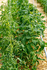 Organic tomato plants with yellow blossoms in a row at greenhouse of Swiss farm at Swiss City of...