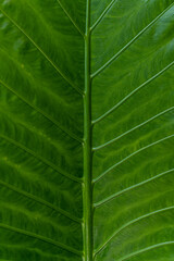close up of green leaf, texture, background, micro