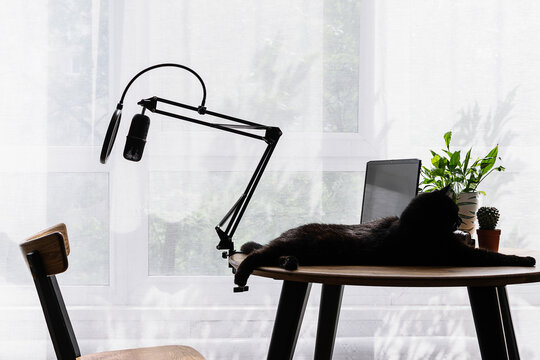 Poscast production concept. Workspace of blogger with studio microphone, laptop and funny black cat on the table near the window in sunny summer day.