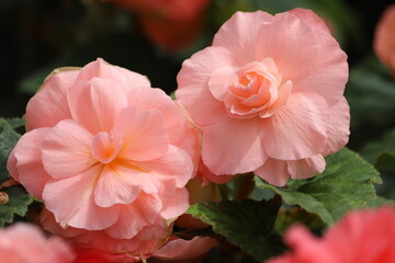 Tuberous begonias. Begonia tuberhybrida in flowerpot. Close up.