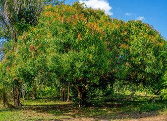 Close up of a Mango tree (Mangifera indica)

