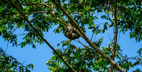Close up of a Brown-throated sloth (Bradypus variegatus)
