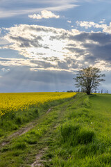 Obraz premium Broumov basin, Eastern Bohemia, Czech Republic